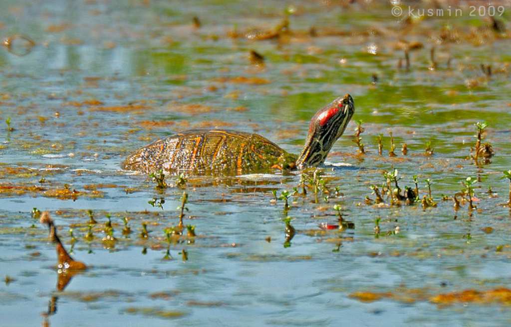 Trachemis scripta